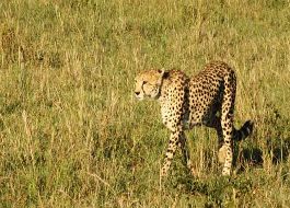 Beautiful 6 Days 5 Nights Ngorongoro Crater Wildlife Trip Package